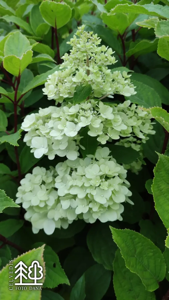 Hydrangea paniculata   'Magical moonlight' = 'Kolmagimo'